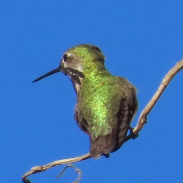 Calliope Hummingbird - ML617676816