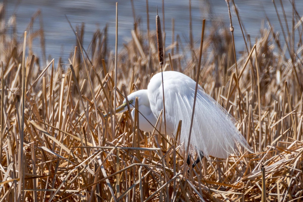 Great Egret - ML617676824