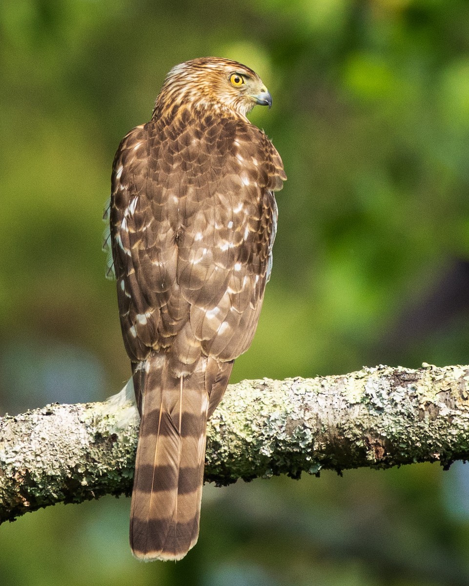 Cooper's Hawk - ML617676851