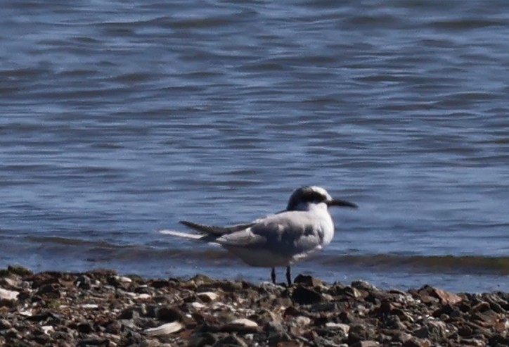 Forster's Tern - ML617676856