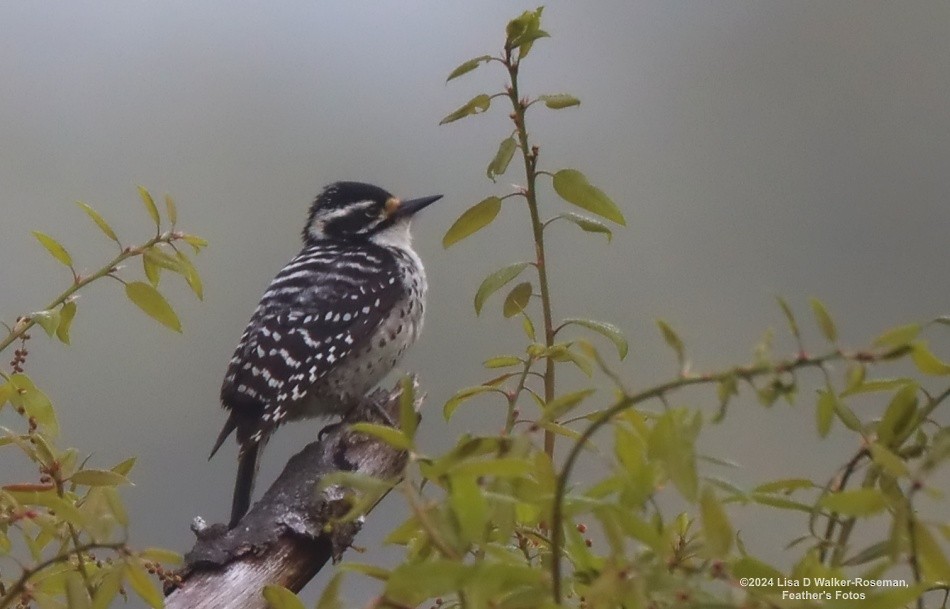 Nuttall's Woodpecker - ML617676903