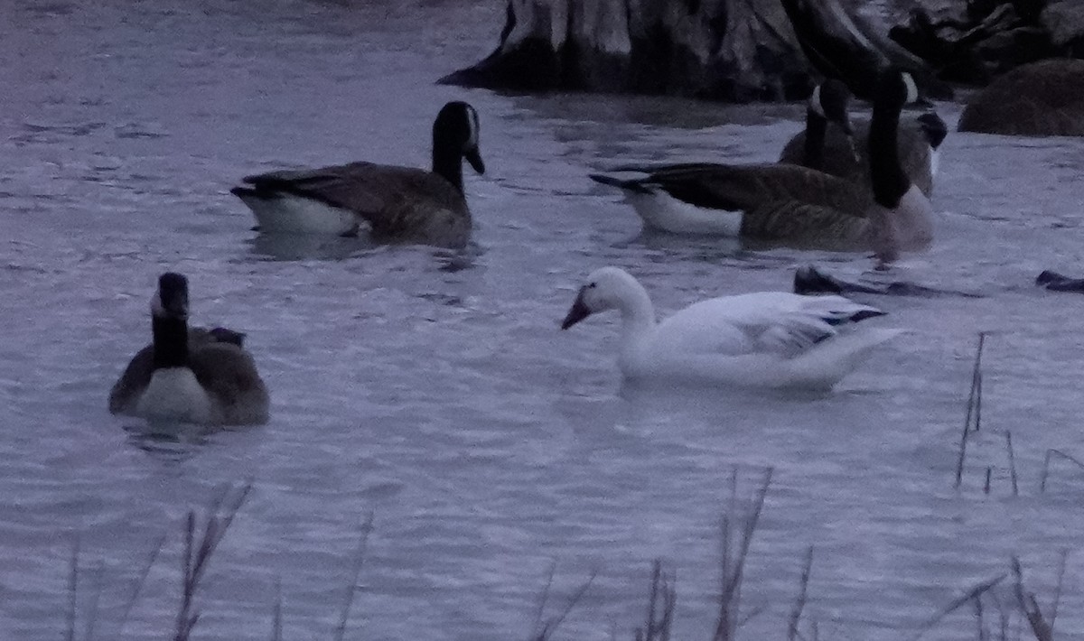 Snow Goose - Paul Prior