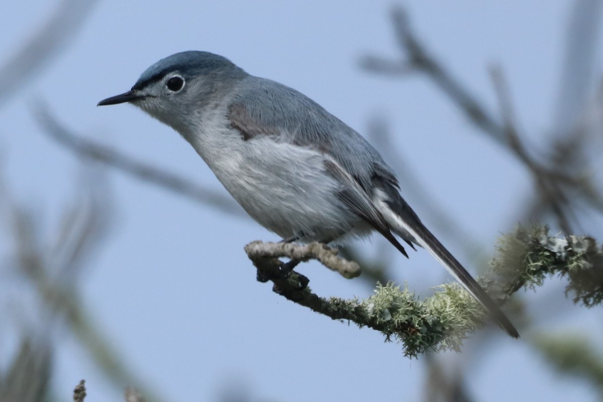 Blue-gray Gnatcatcher (caerulea) - ML617676934