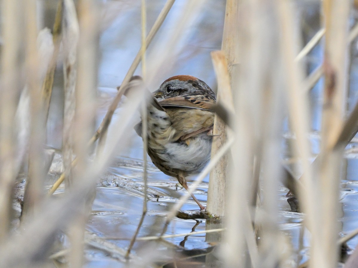 Swamp Sparrow - Myron Peterson