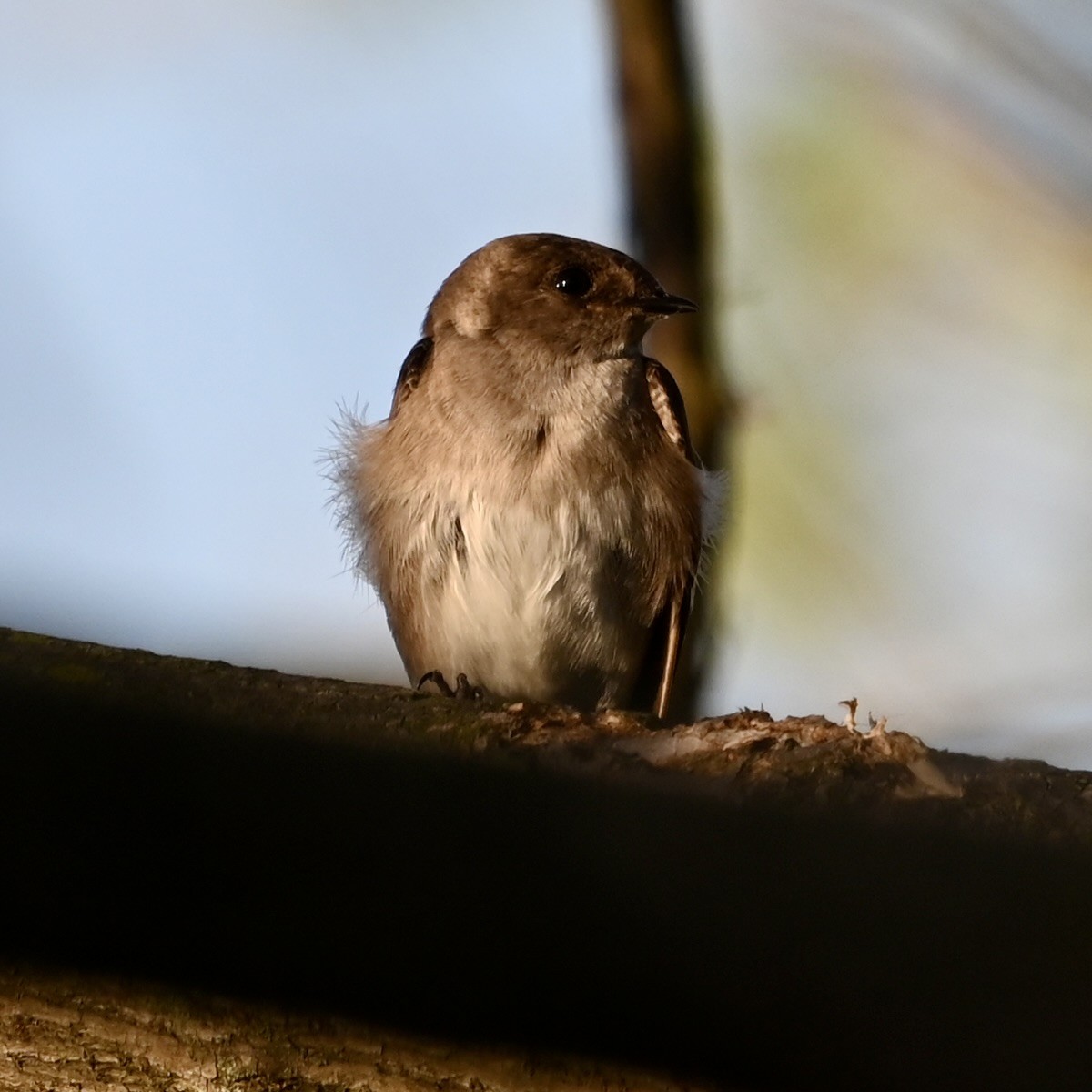 Northern Rough-winged Swallow - ML617676960