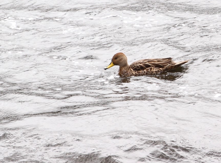 Yellow-billed Pintail - ML617676979