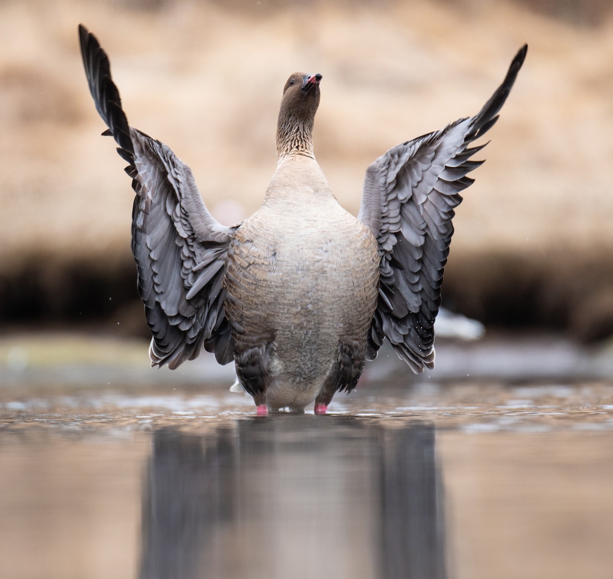 Pink-footed Goose - ML617677070