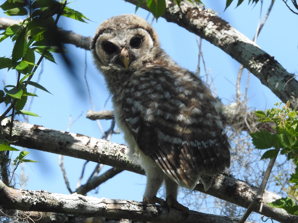 Barred Owl - Jeffrey Gammon