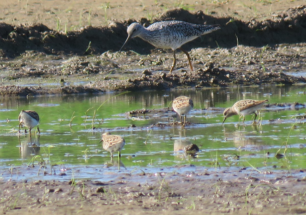 Least Sandpiper - Pam Otley