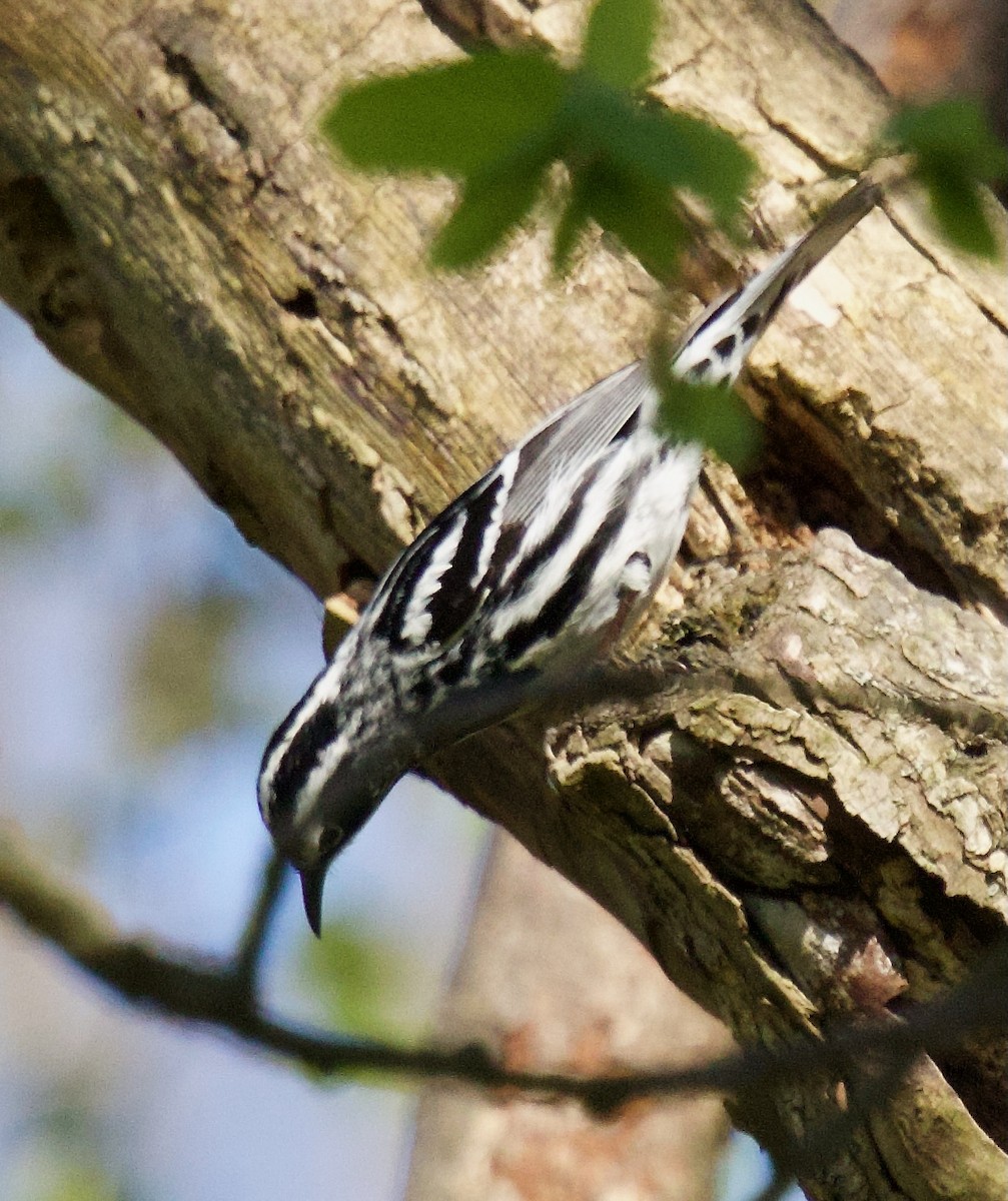 Black-and-white Warbler - ML617677125