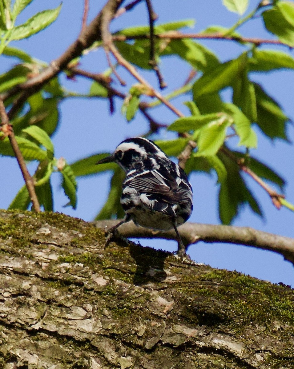 Black-and-white Warbler - ML617677129