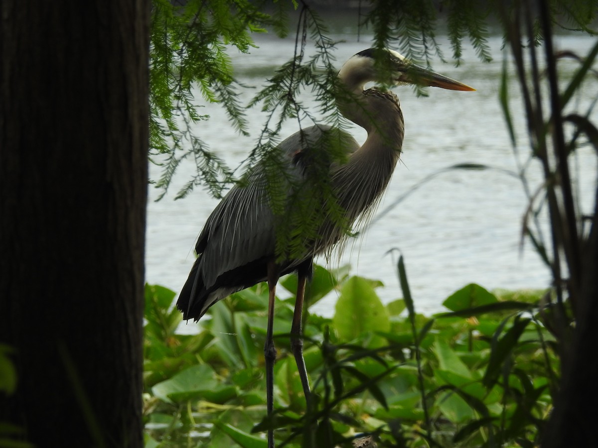 Great Blue Heron - Jeffrey Gammon