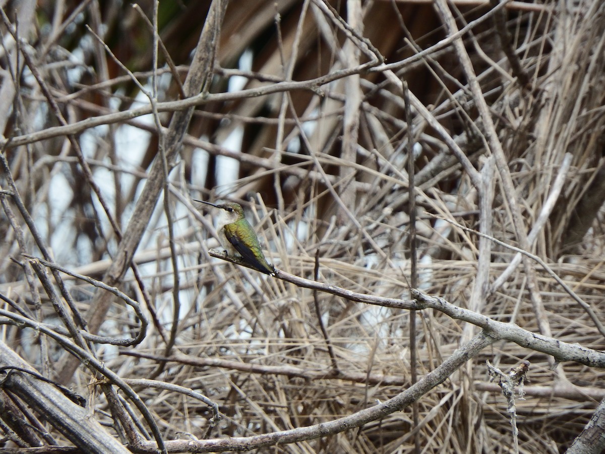 Ruby-throated Hummingbird - ML617677159