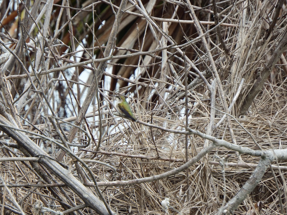 Colibrí Gorjirrubí - ML617677160