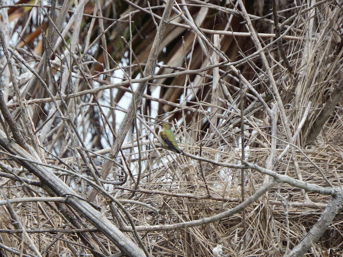 Ruby-throated Hummingbird - ML617677161