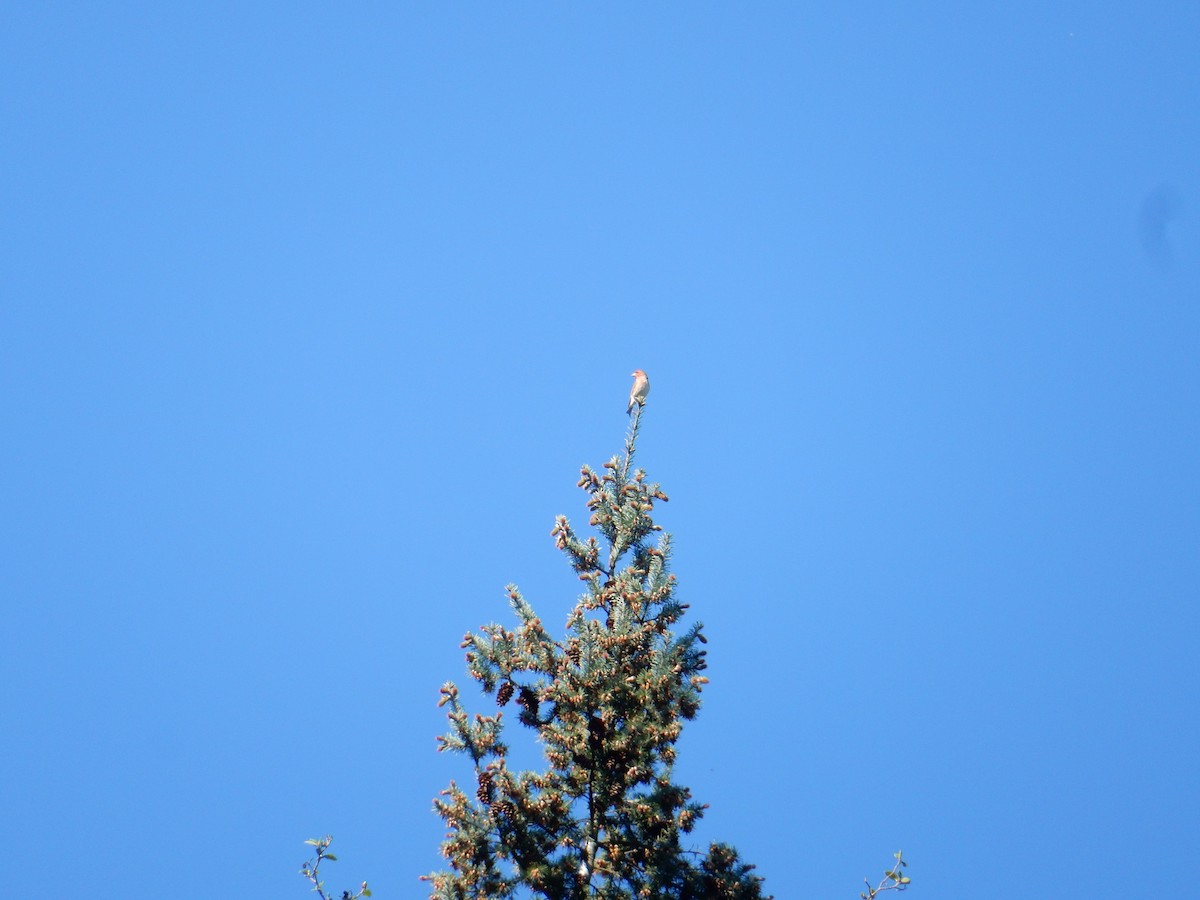 Purple Finch - ML617677230