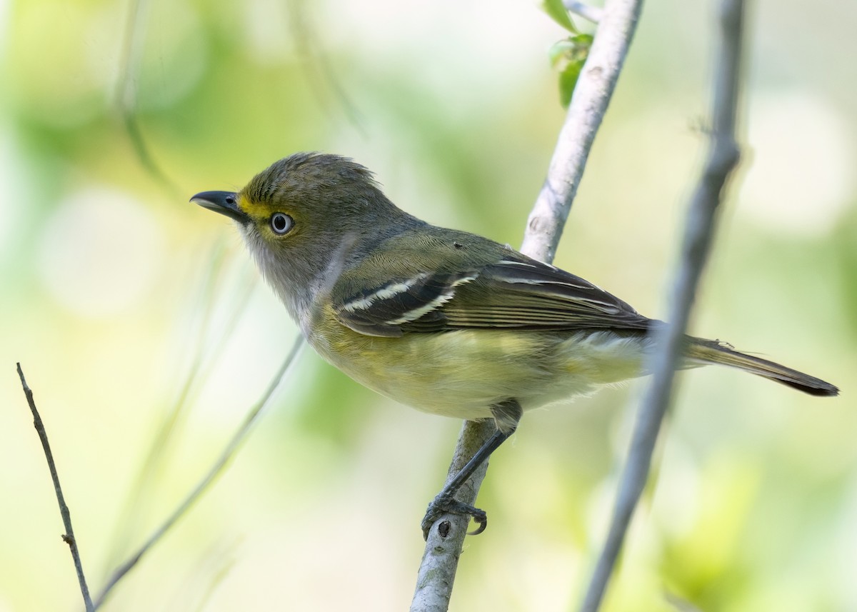 White-eyed Vireo - Russell Brown