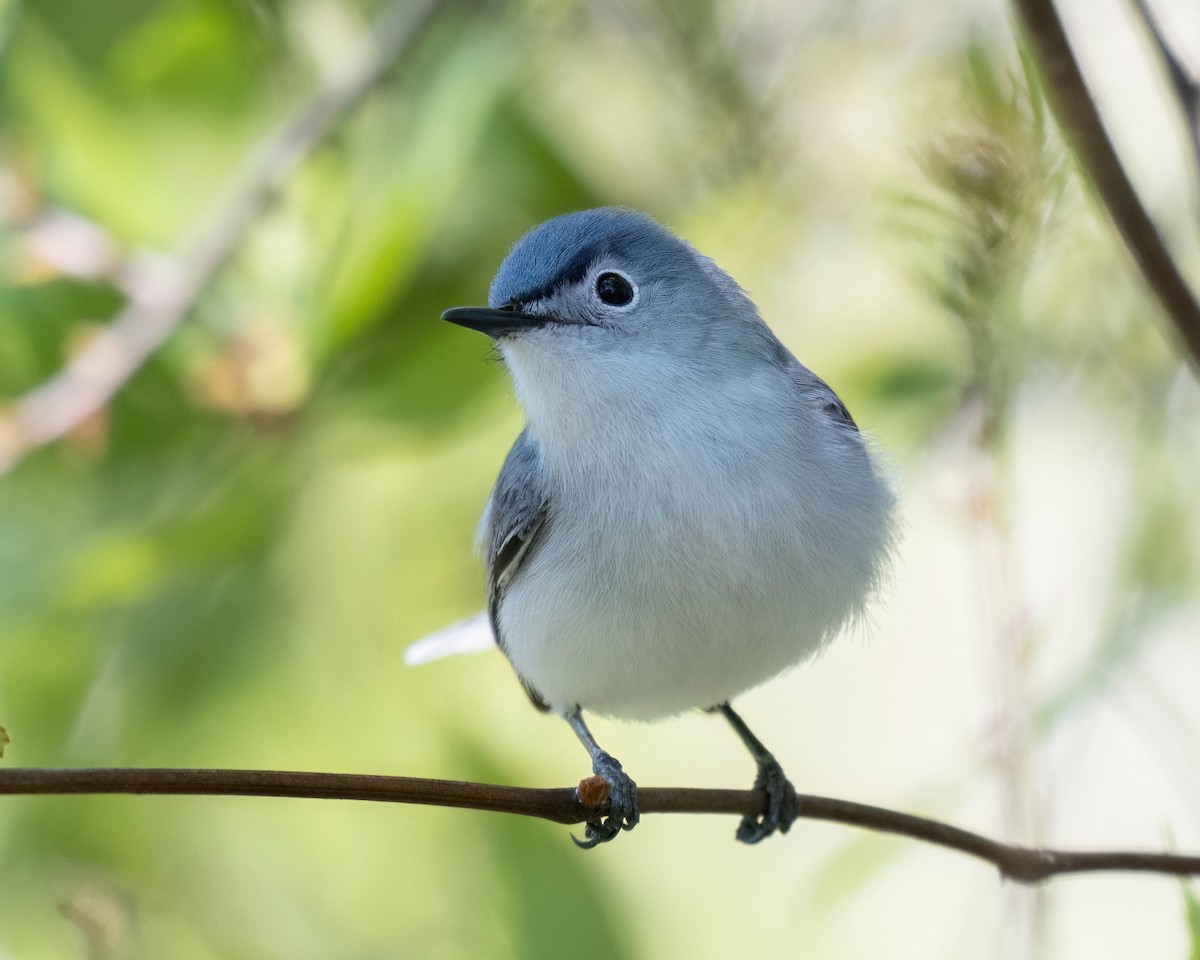 Blue-gray Gnatcatcher - Russell Brown