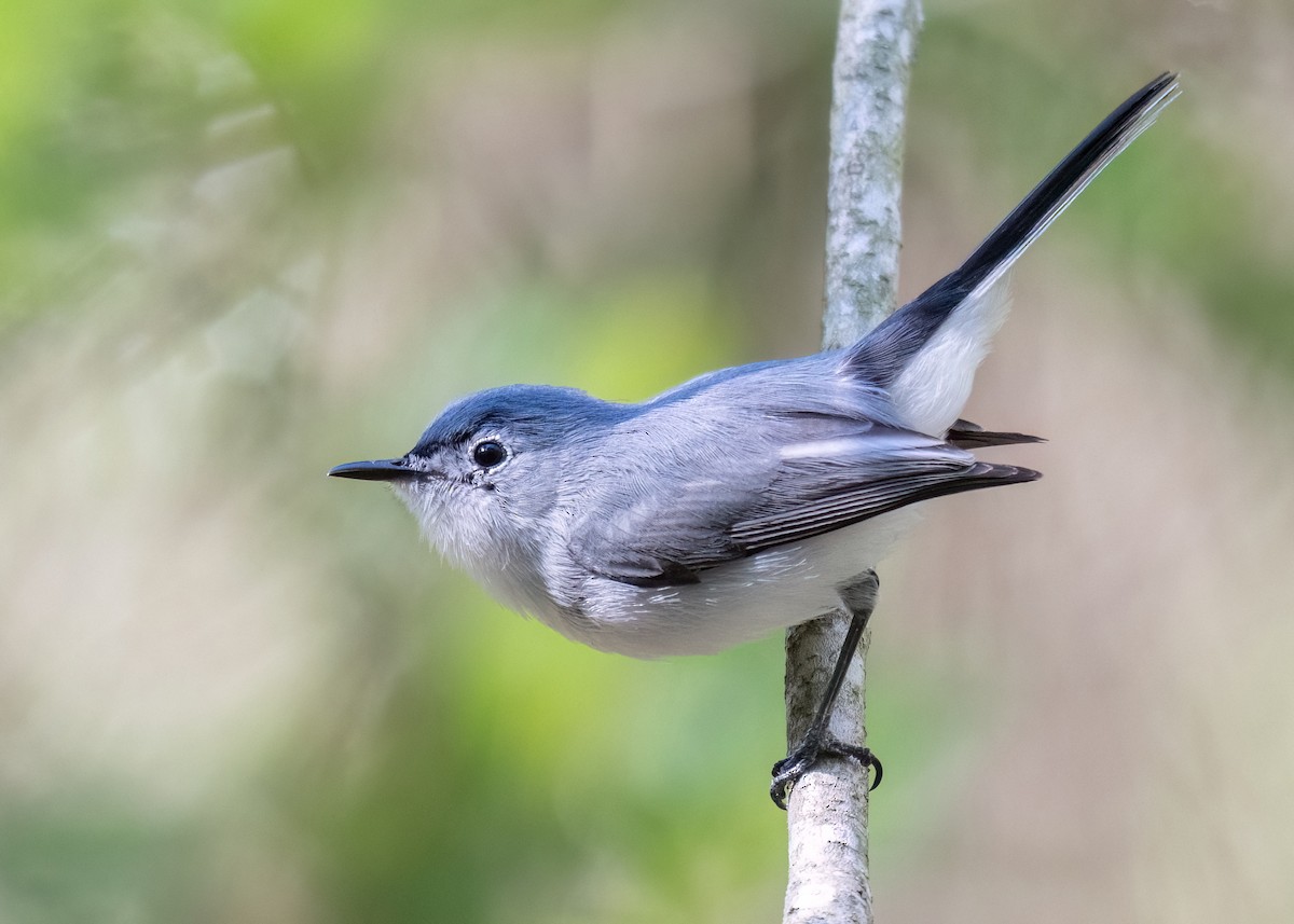 Blue-gray Gnatcatcher - Russell Brown