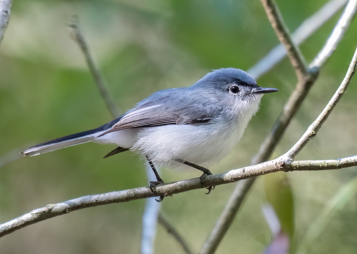 Blue-gray Gnatcatcher - ML617677261