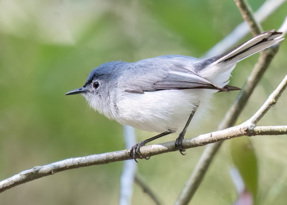 Blue-gray Gnatcatcher - ML617677262