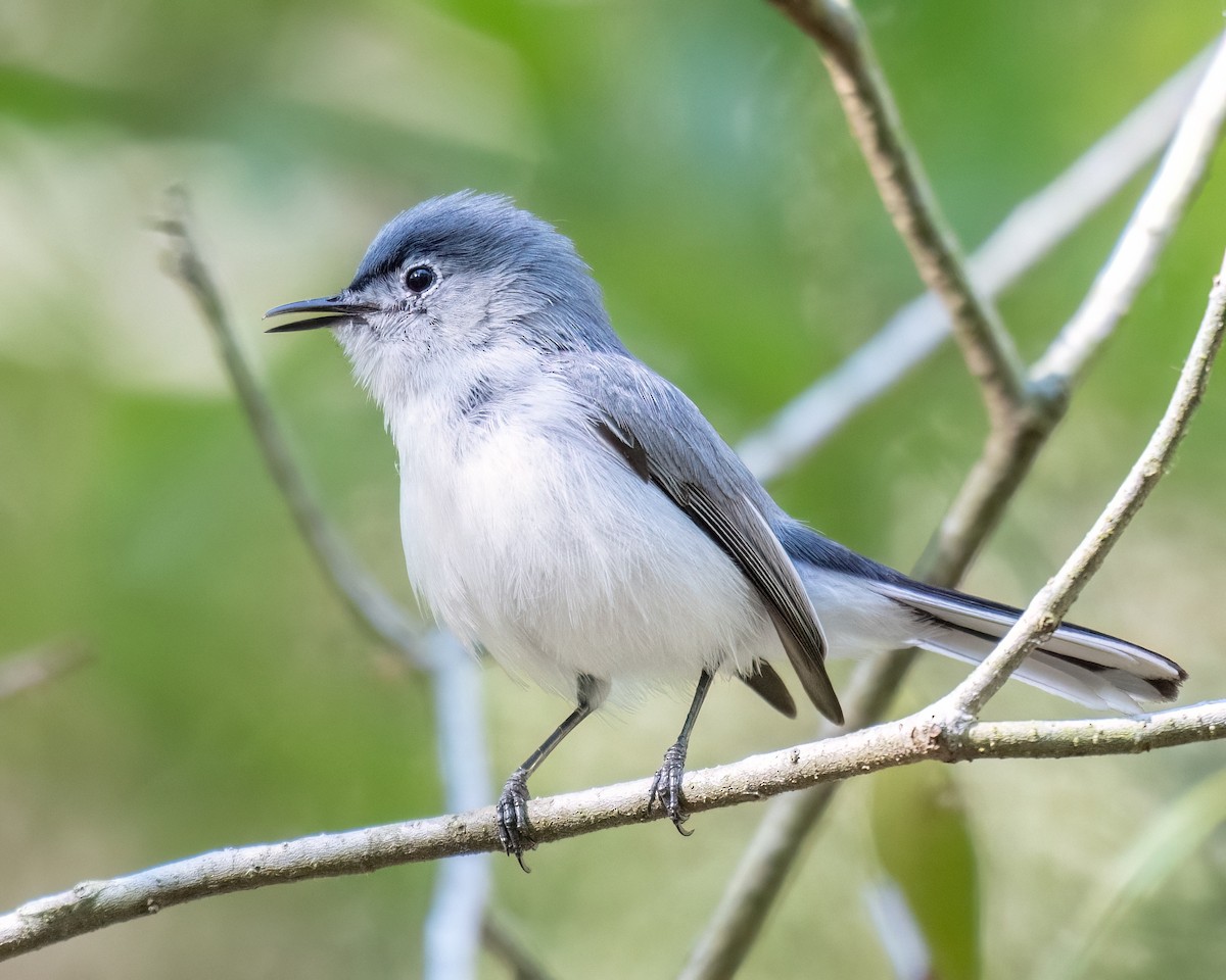 Blue-gray Gnatcatcher - ML617677263