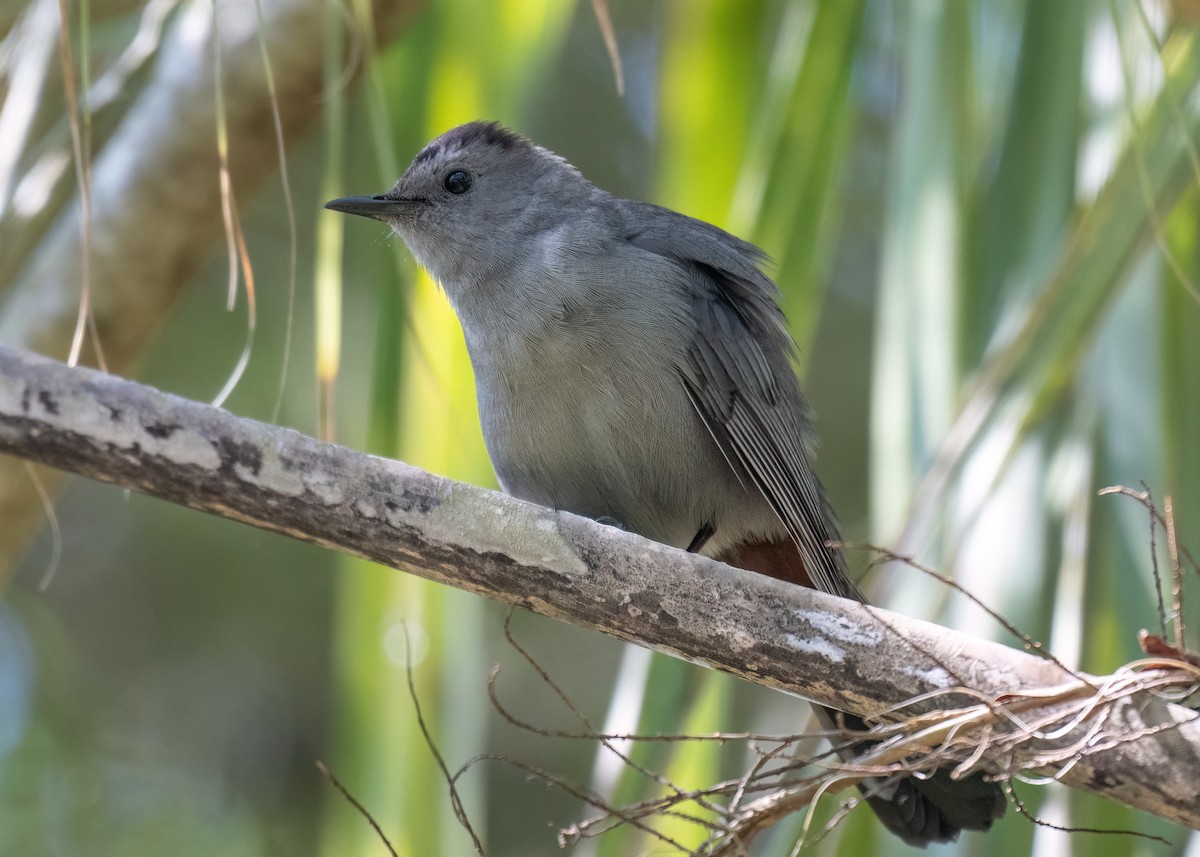 Gray Catbird - Russell Brown