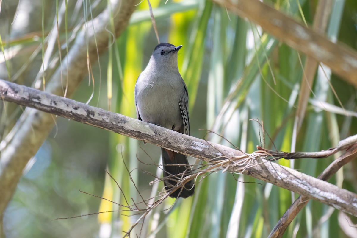 Gray Catbird - Russell Brown