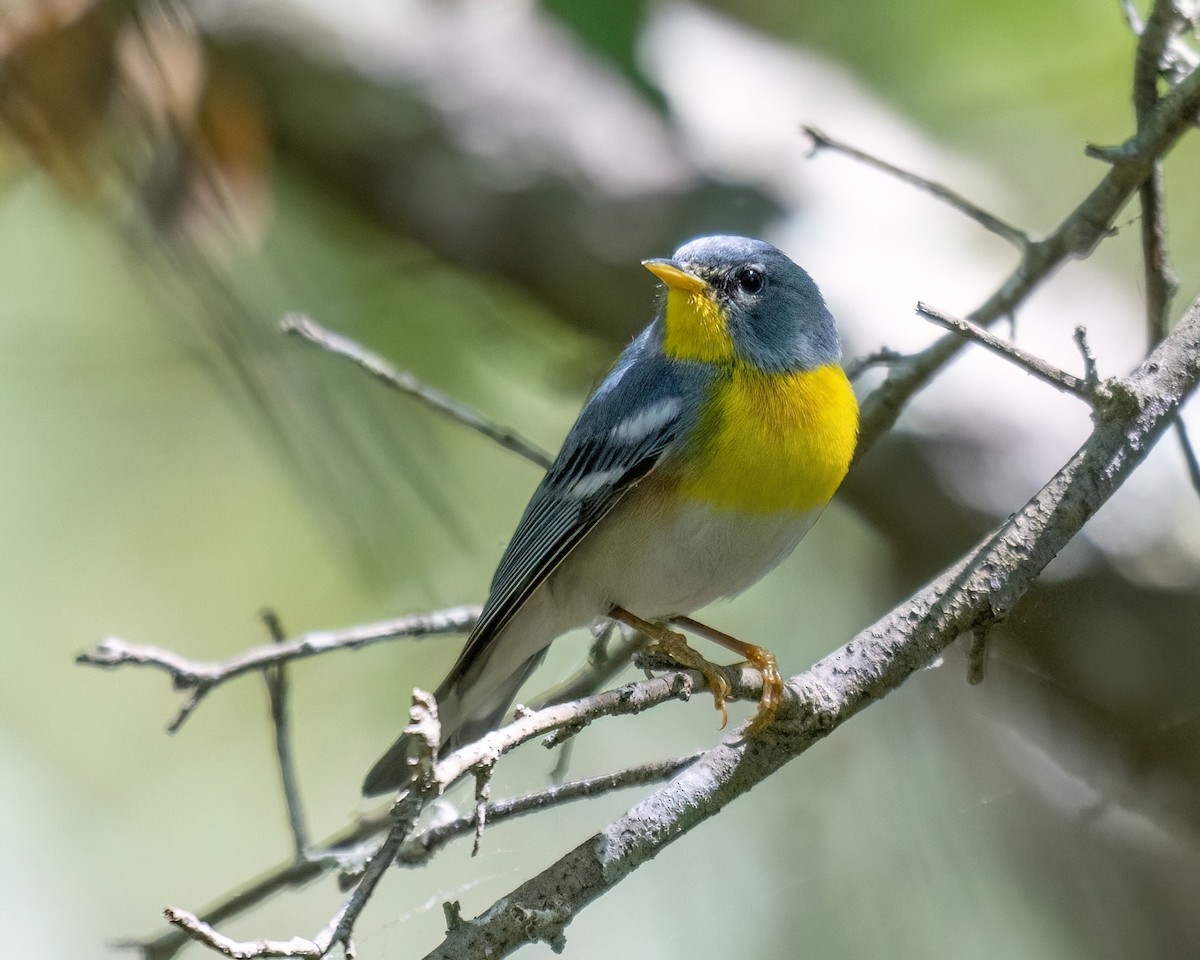 Northern Parula - Russell Brown