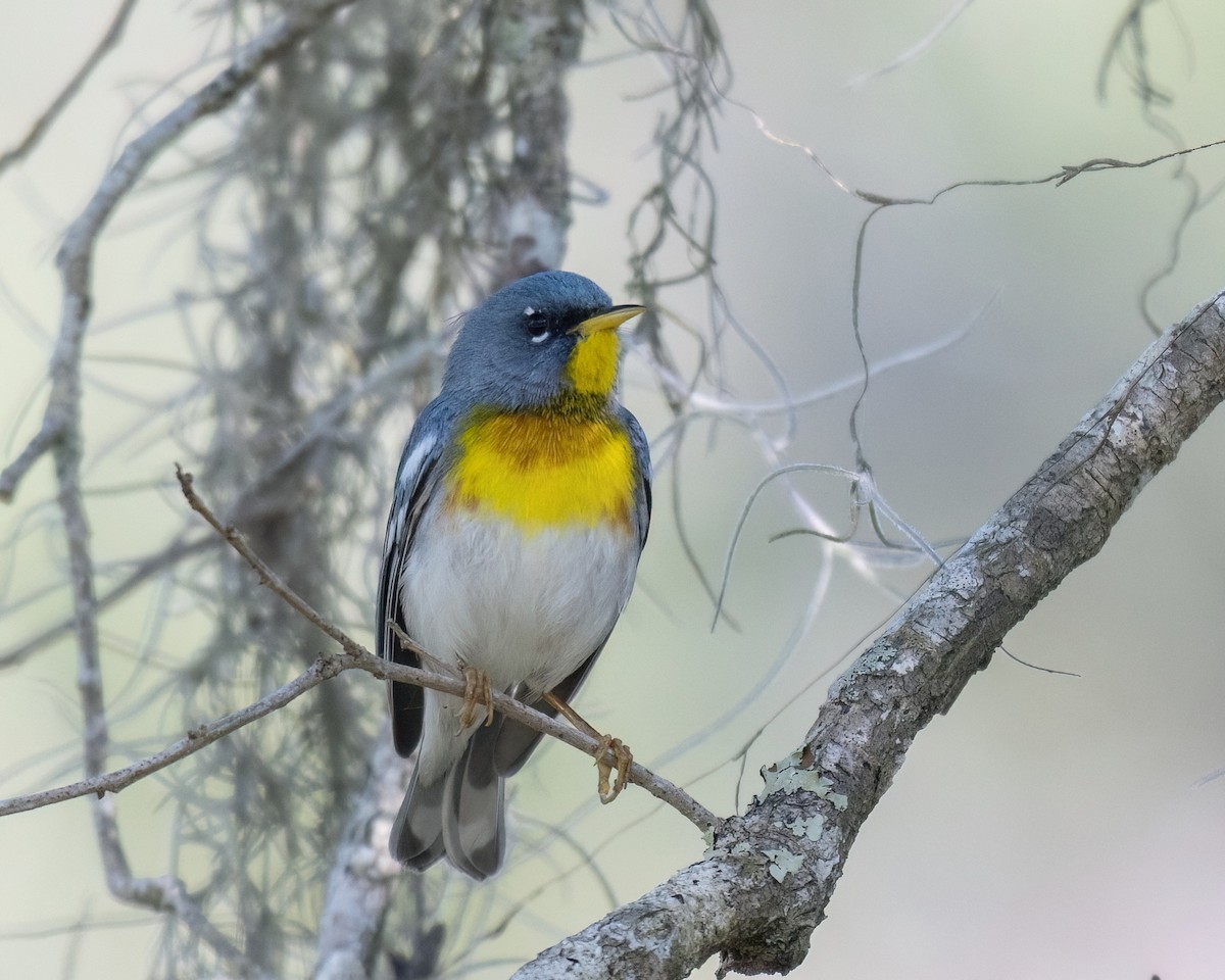 Northern Parula - Russell Brown