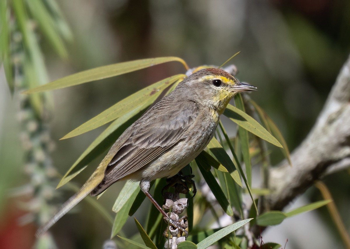 Palm Warbler - Russell Brown