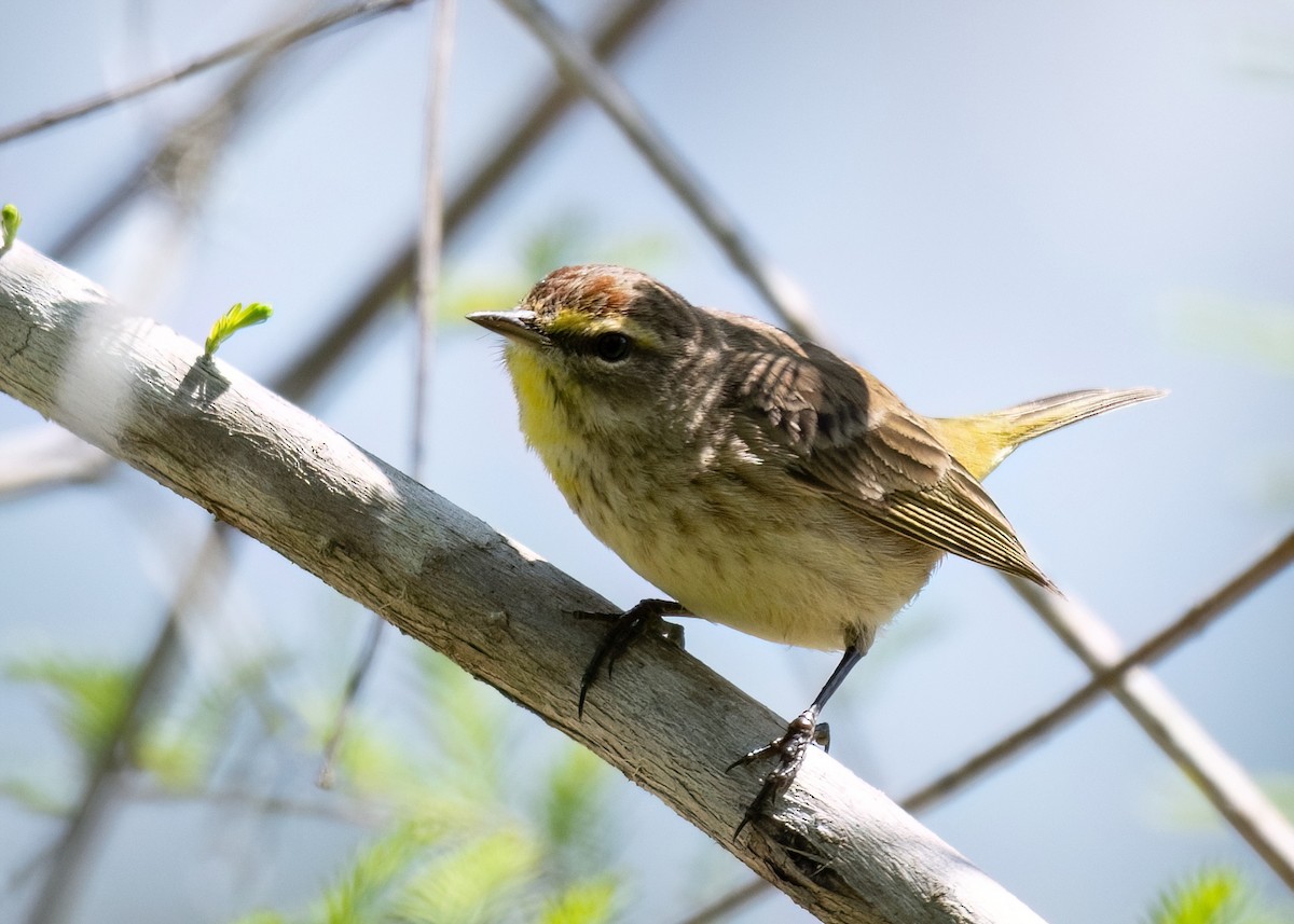 Palm Warbler - Russell Brown