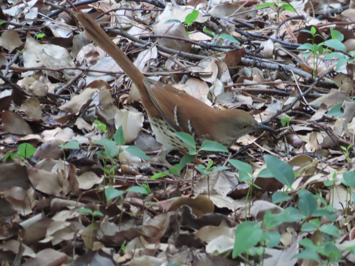 Brown Thrasher - ML617677338