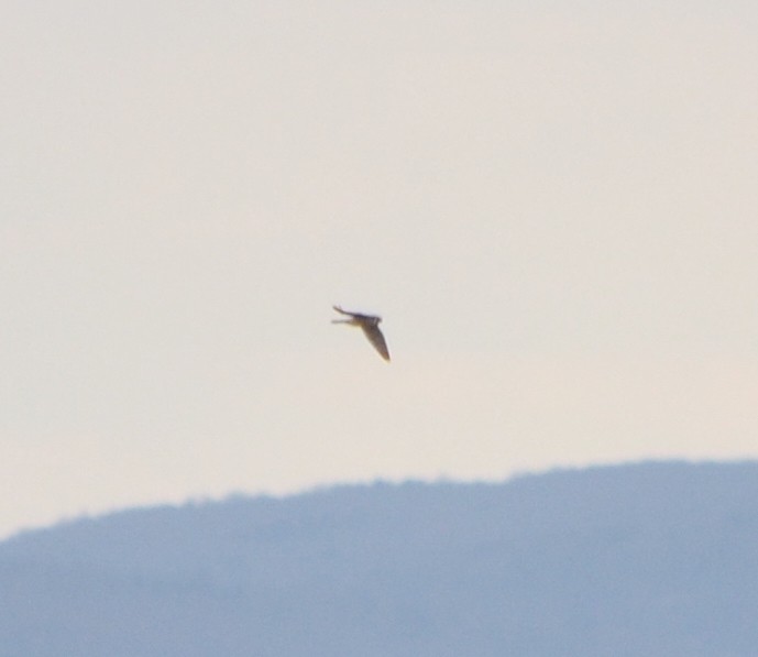 American Kestrel - ML617677390