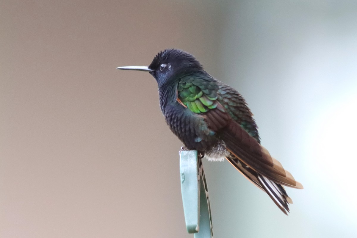 Velvet-purple Coronet - Margaret Viens