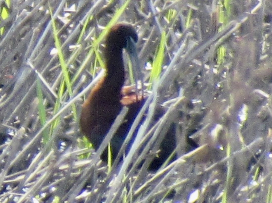 Glossy Ibis - ML617677405