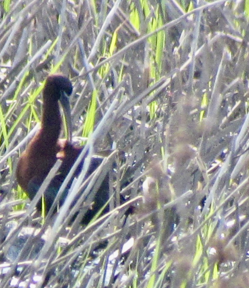 Glossy Ibis - ML617677406