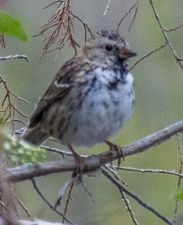 Harris's Sparrow - ML617677429