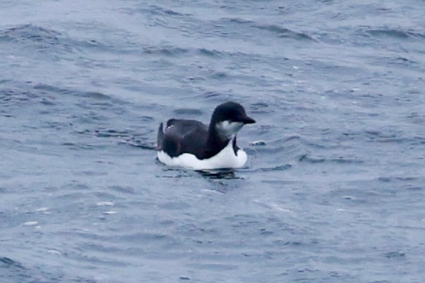 Thick-billed Murre - Jeff Skevington