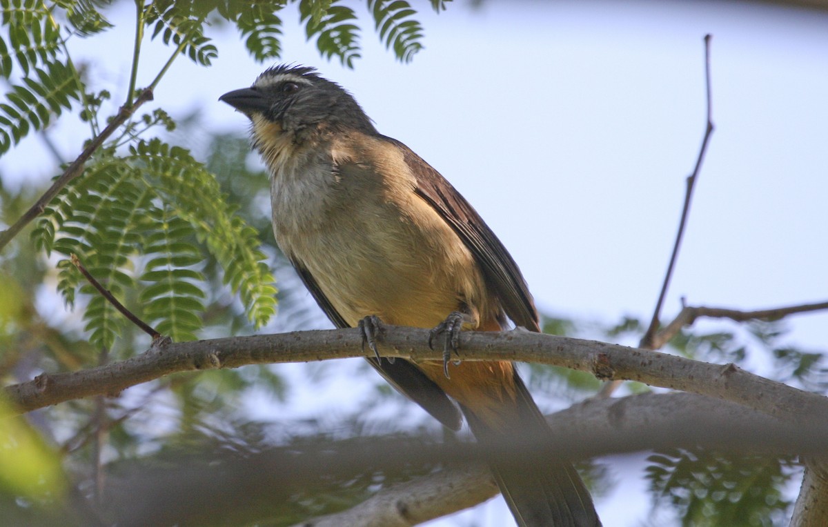 Pepitero Grisáceo del Amazonas - ML617677458