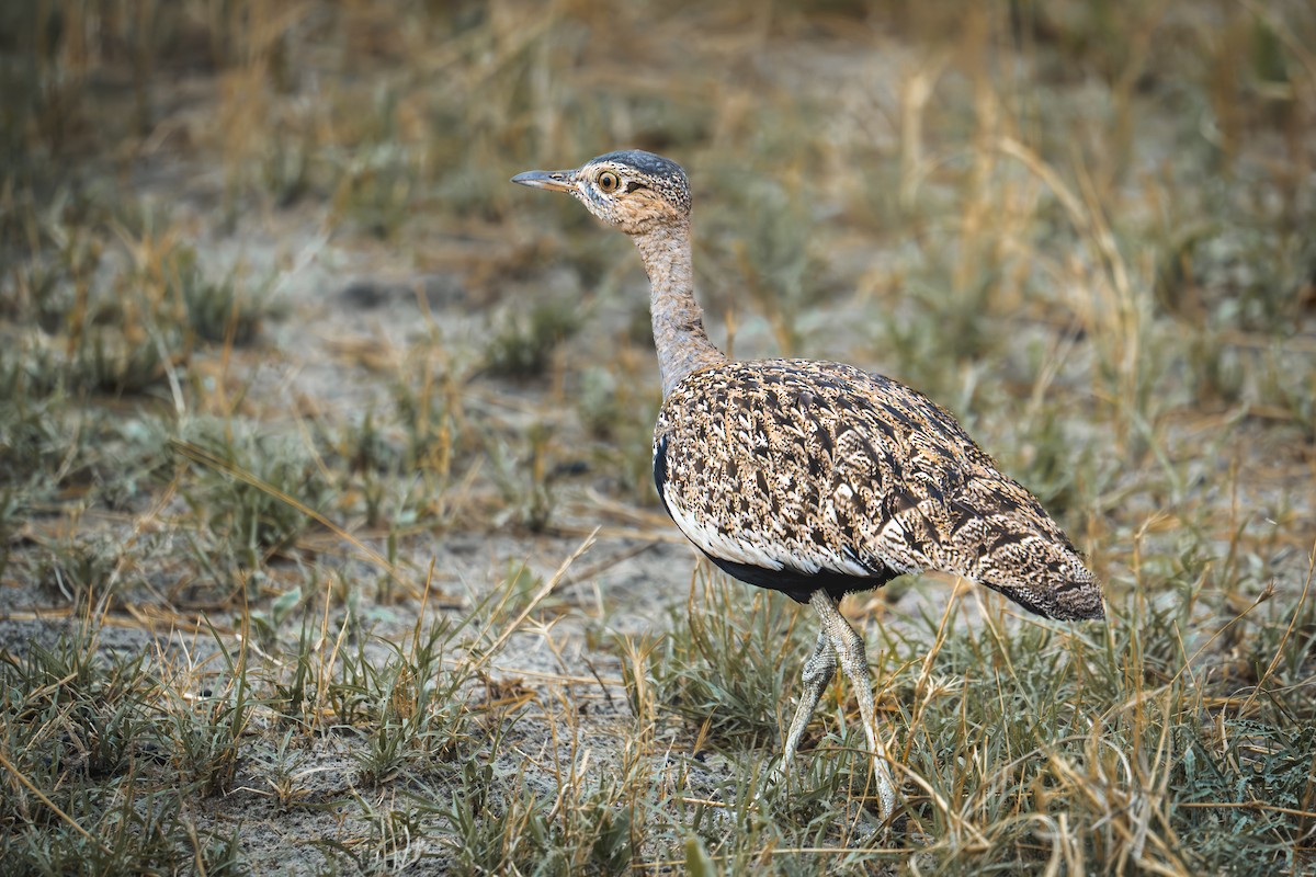 Red-crested Bustard - ML617677473