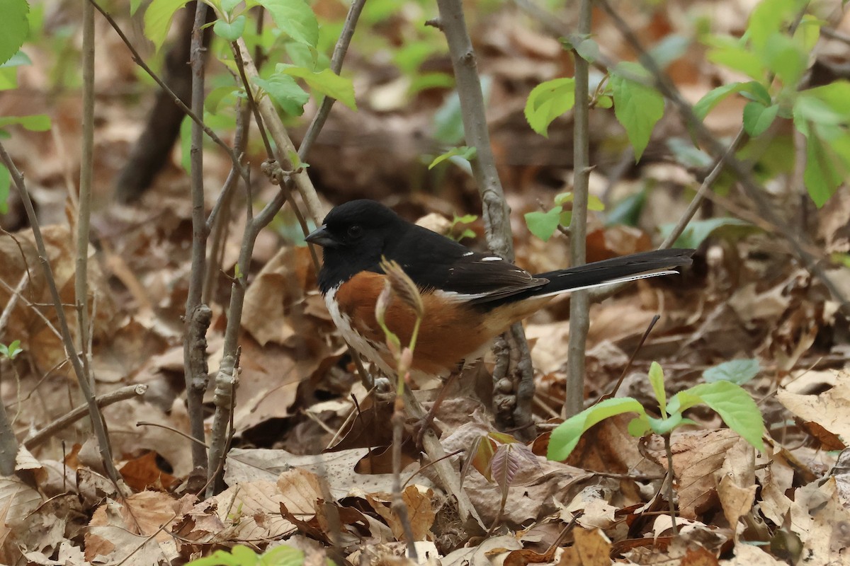 Eastern Towhee - ML617677493