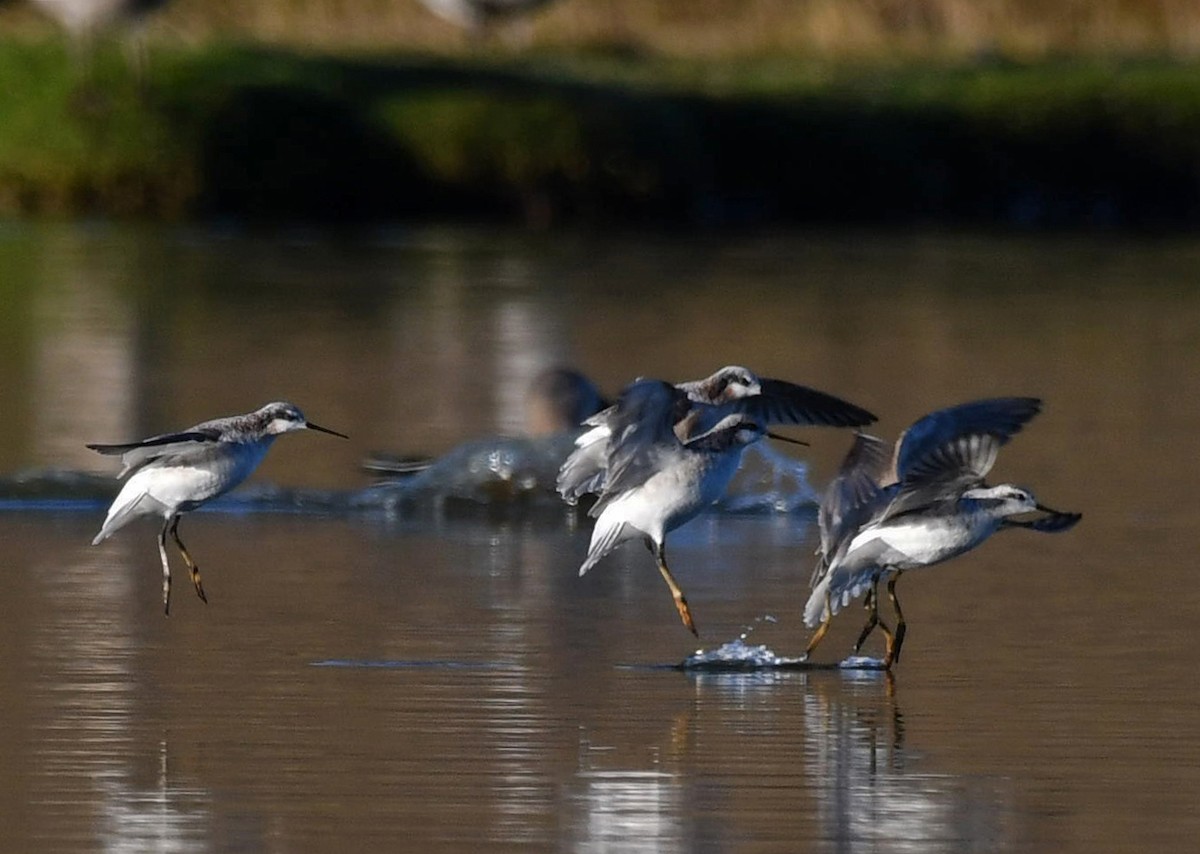 Wilson's Phalarope - ML617677494