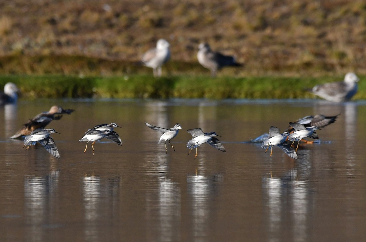 Wilson's Phalarope - ML617677495