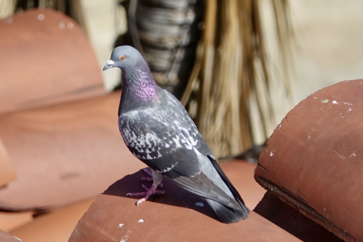 Pigeon biset (forme domestique) - ML617677505