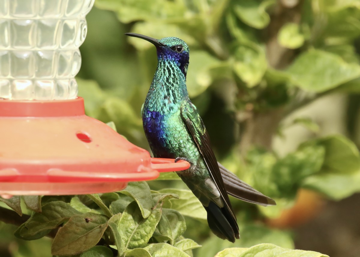 kolibřík modrolící - ML617677512