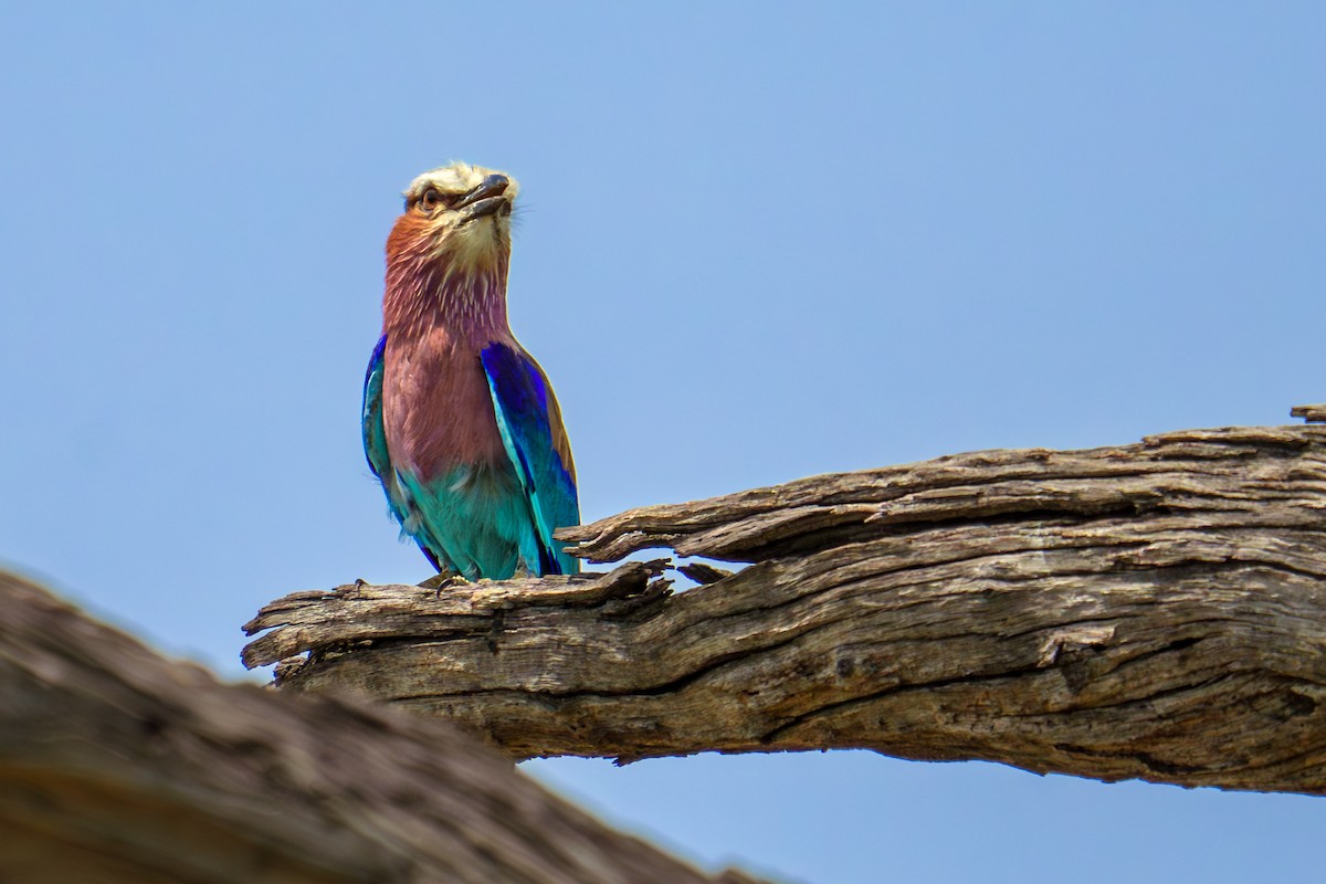 Lilac-breasted Roller - ML617677538
