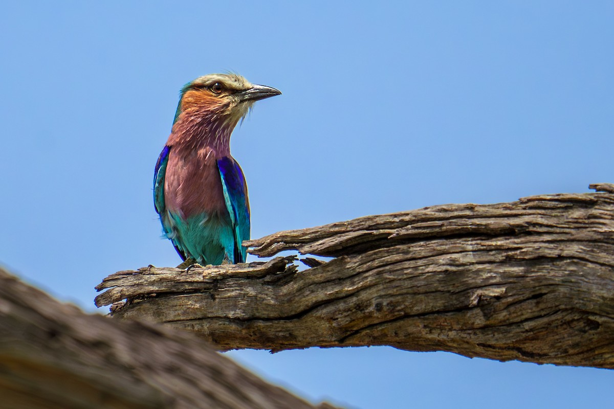 Lilac-breasted Roller - Jenna Curtis