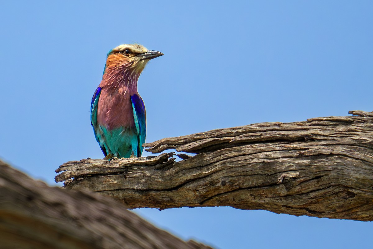 Lilac-breasted Roller - Jenna Curtis