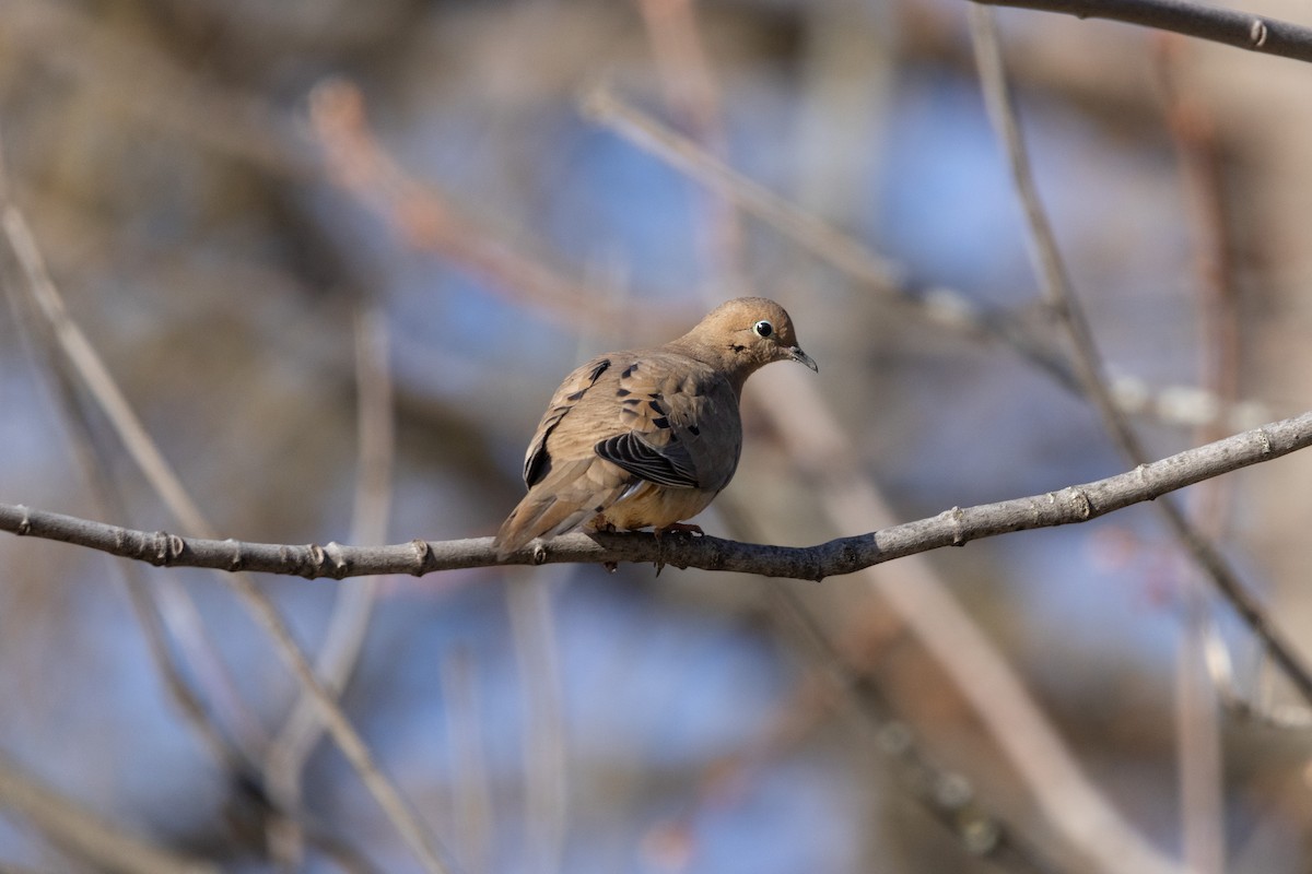 Mourning Dove - ML617677569